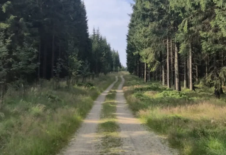 Ohlášky na 18.&nbsp;neděli v&nbsp;mezidobí – 2.&nbsp;8.&nbsp;2026